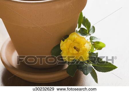 Studio shot of yellow rose and flower pot View Large Photo Image Stock Photo - Studio shot of yellow rose and flower pot. Fotosearch