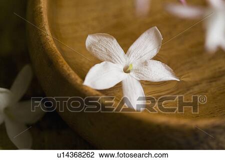 Stock Image - Tropical flower floating on water in bowl. Fotosearch