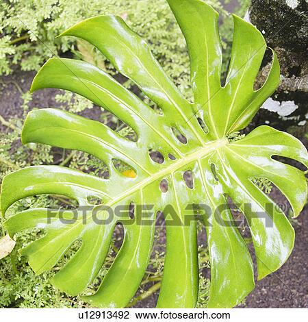 Stock Image - Tropical plant leaf, close-up. Fotosearch