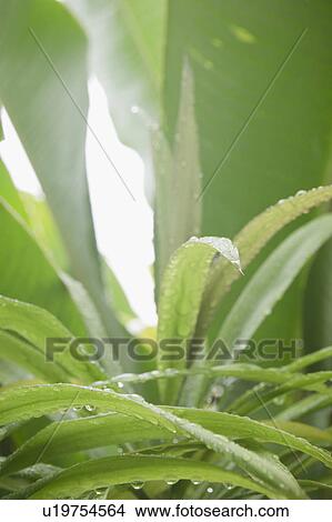 Tropical plant leaves, close-up View Large Photo Image Picture - Tropical plant leaves, close-up. Fotosearch