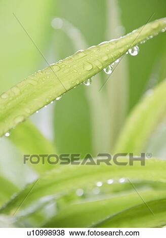 Tropical plant leaves, close-up View Large Photo Image Stock Photo - Tropical plant leaves, close-up. Fotosearch