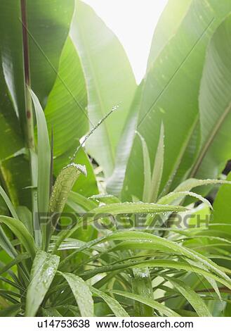 Stock Photo - Tropical plant leaves, close-up. Fotosearch