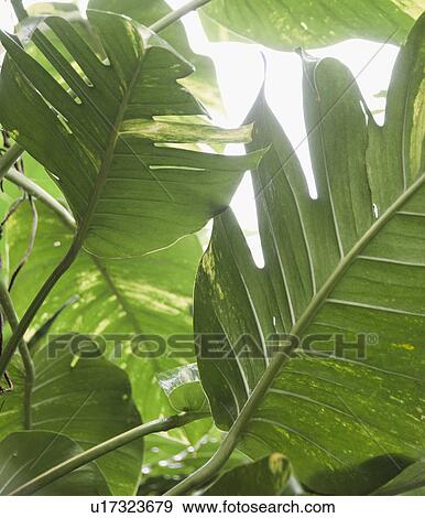 Tropical plant leaves, close-up View Large Photo Image Stock Photo - Tropical plant leaves, close-up. Fotosearch