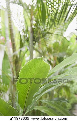 Stock Photography - Tropical plant leaves, close-up. Fotosearch