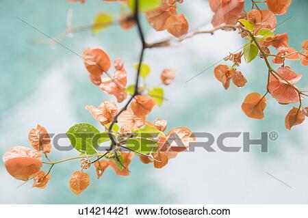Twig with colorful leaves View Large Photo Image Stock Image - Twig with colorful leaves. Fotosearch
