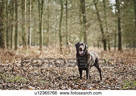 Stock Photograph - UK, England, Suffolk, Thetford Forest, Black Labrador in forest . Fotosearch
