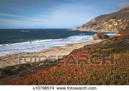 Picture - USA, California, Big Sur, Red plants by beach. Fotosearch