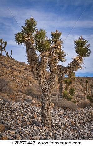 Stock Photo - USA, California, Joshua Trees in desert. Fotosearch