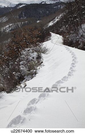 Stock Image - USA, Colorado, coyote tracks in snow. Fotosearch