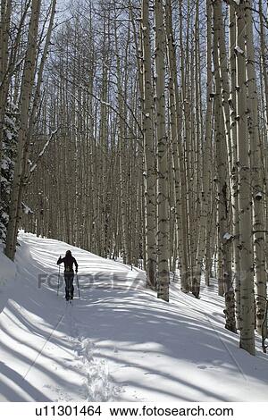 Picture - USA, Colorado, person hiking in forest. Fotosearch
