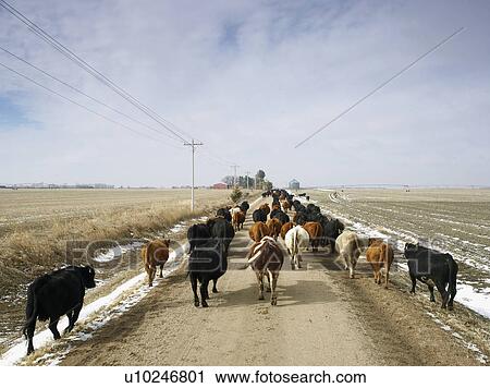 Stock Image - USA, Nebraska, Great Plains, herd of cattle on country road. Fotosearch