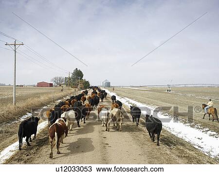Stock Image - USA, Nebraska, Great Plains, horse rider driving cattle. Fotosearch