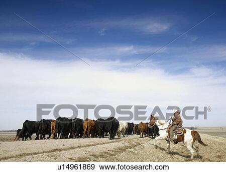Stock Photo - USA, Nebraska, Great Plains, horse rider driving cattle. Fotosearch