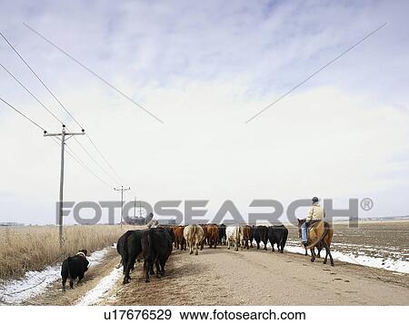 USA, Nebraska, Great Plains, horse rider driving cattle View Large Photo Image Stock Photo - USA, Nebraska, Great Plains, horse rider driving cattle. Fotosearch