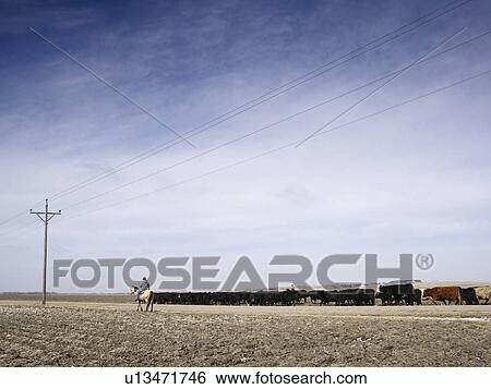 Stock Photograph - USA, Nebraska, Great Plains, horse rider driving cattle. Fotosearch