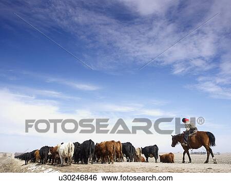 Stock Photograph - USA, Nebraska, Great Plains, horse rider driving cattle. Fotosearch