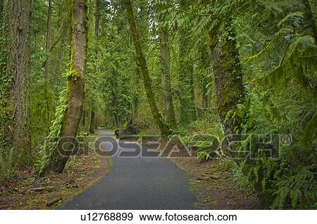 Stock Photo - USA, Oregon, Marion County, Green forested path. Fotosearch