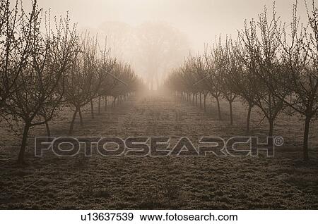 Stock Photo - USA, Oregon, Marion County, Hazelnut orchard. Fotosearch