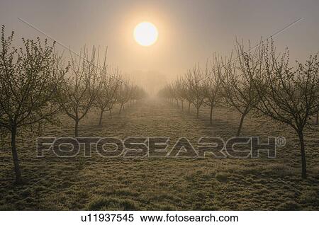 USA, Oregon, Marion County, Hazelnut orchard View Large Photo Image Stock Photography - USA, Oregon, Marion County, Hazelnut orchard. Fotosearch