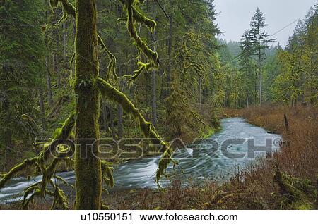 USA, Oregon, Silver Falls State Park, Silver Creek View Large Photo Image Stock Image - USA, Oregon, Silver Falls State Park, Silver Creek. Fotosearch