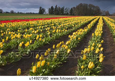 Stock Image - USA, Oregon, Wooden Shoe Tulip Farm. Fotosearch