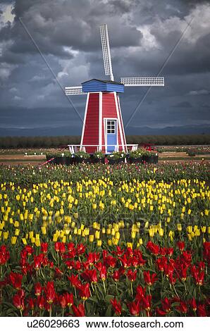 USA, Oregon, Wooden Shoe Tulip Farm View Large Photo Image Stock Image - USA, Oregon, Wooden Shoe Tulip Farm. Fotosearch
