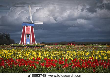 Stock Photo - USA, Oregon, Wooden Shoe Tulip Farm. Fotosearch