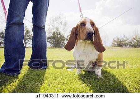 Woman with dog on lawn View Large Photo Image Stock Image - Woman with dog on lawn. Fotosearch