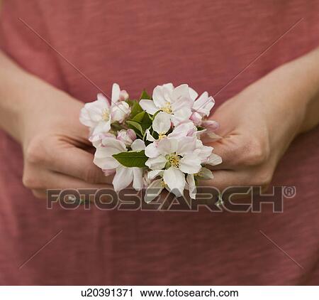 Young woman holding apple tree blossom View Large Photo Image Stock Image - Young woman holding apple tree blossom. Fotosearch