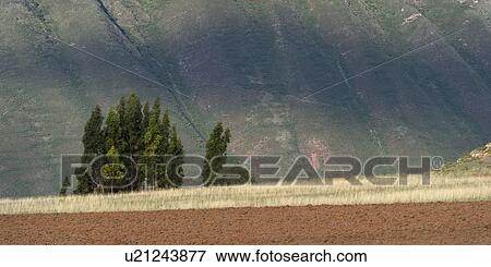 Agricultural field in a valley, Sacred Valley, Cusco Region, Peru View Large Photo Image Stock Photo - Agricultural field in a valley, Sacred Valley, Cusco Region, Peru. Fotosearch