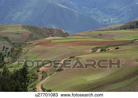 Agricultural field in Sacred Valley, Cusco Region, Peru View Large Photo Image Stock Image - Agricultural field in Sacred Valley, Cusco Region, Peru. Fotosearch