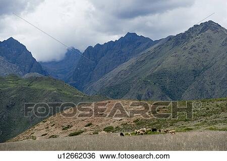 Stock Photograph - Agricultural field in Sacred Valley, Cusco Region, Peru. Fotosearch