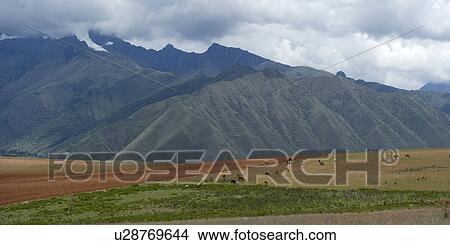 Animals grazing in the field, Sacred Valley, Cusco Region, Peru View Large Photo Image Picture - Animals grazing in the field, Sacred Valley, Cusco Region, Peru. Fotosearch