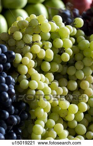Assorted grapes at market stall in Mercado Central, Cuzco, Peru View Large Photo Image Stock Image - Assorted grapes at market stall in Mercado Central, Cuzco, Peru. Fotosearch