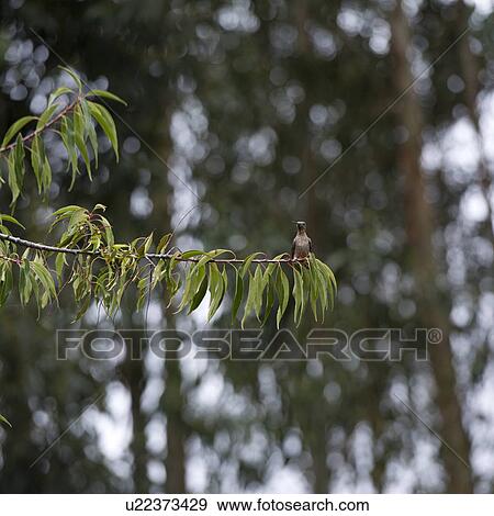 Bird perching on a twig, Willka Tika Guesthouse, Willka Tika, Sacred Valley, Cusco Region, Peru View Large Photo Image Stock Photo - Bird perching on a twig, Willka Tika Guesthouse, Willka Tika, Sacred Valley, Cusco Region, Peru. Fotosearch