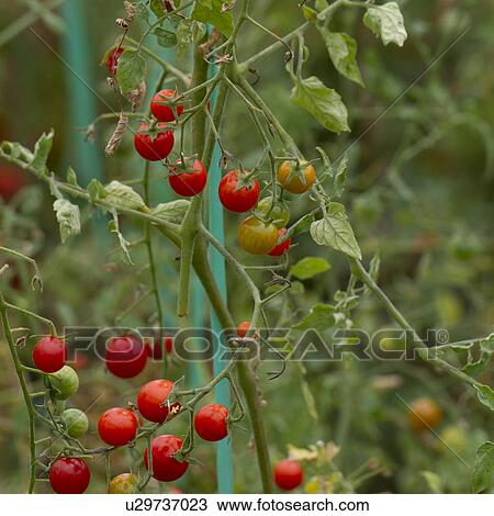 Stock Image - Cherry tomatoes growing on plants in the garden of Willka Tika Guesthouse, Willka Tika, Sacred Valley, Cusco Region, Peru. Fotosearch