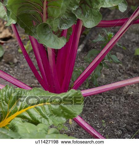 Stock Photo - Close-up of a beetroot plant growing in the garden of Willka Tika Guesthouse, Willka Tika, Sacred Valley, Cusco Region, Peru. Fotosearch