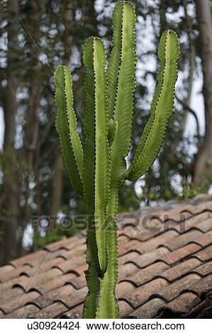 Picture - Close-up of a cactus, Willka Tika, Sacred Valley, Cusco Region, Peru. Fotosearch