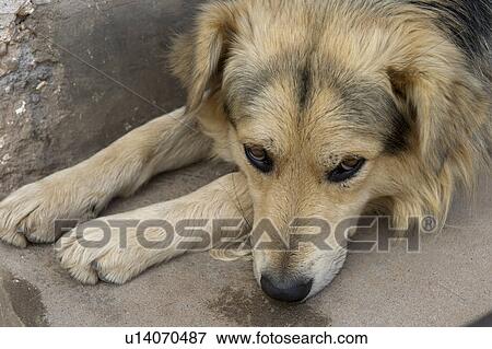 Stock Photo - Close-up of a dog, Sacred Valley, Cusco Region, Peru. Fotosearch