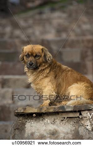 Stock Image - Close-up of a dog sitting on a slab, Cuzco, Peru. Fotosearch