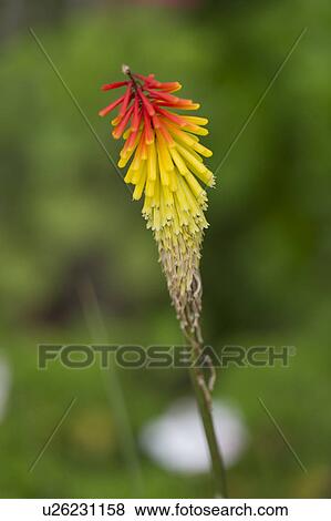 Close-up of a flower in a garden, Willka Tika, Sacred Valley, Cusco Region, Peru View Large Photo Image Stock Photo - Close-up of a flower in a garden, Willka Tika, Sacred Valley, Cusco Region, Peru. Fotosearch