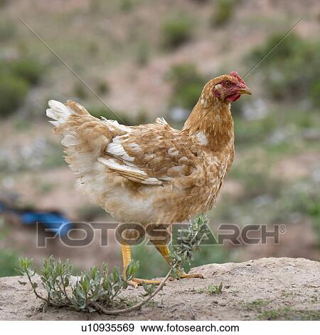 Stock Photo - Close-up of a hen in a field, Sacred Valley, Cusco Region, Peru. Fotosearch