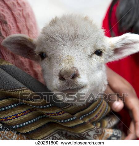 Stock Image - Close-up of a kid goat held by a person, Cuzco, Peru. Fotosearch