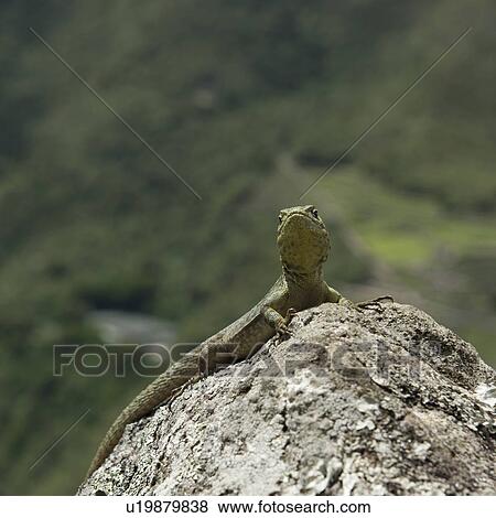 Stock Photo - Close-up of a lizard on a rock, Machu Picchu, Cusco Region, Peru. Fotosearch