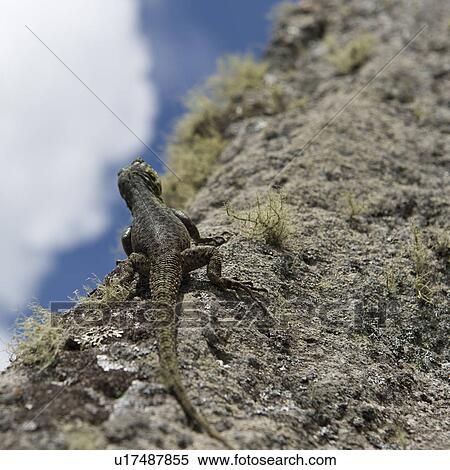 Stock Photography - Close-up of a lizard on a rock, Machu Picchu, Cusco Region, Peru. Fotosearch