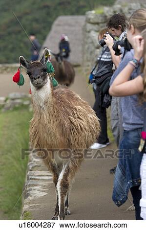 Stock Photo - Close-up of a Llama (Lama glama) at The Lost City of The Incas, Machu Picchu, Cusco Region, Peru. Fotosearch