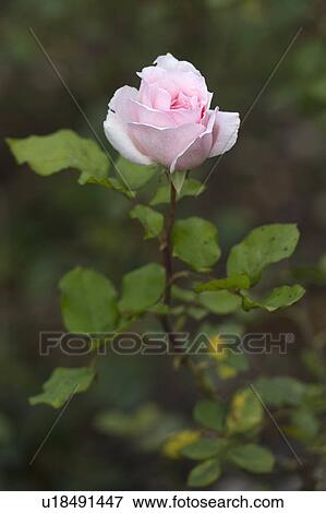Stock Photo - Close-up of a pink rose in a garden, Willka Tika, Sacred Valley, Cusco Region, Peru. Fotosearch