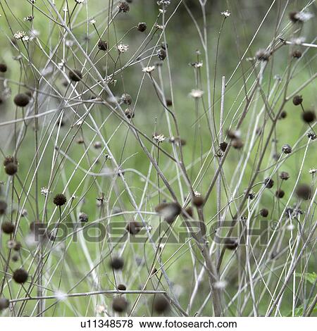 Stock Photo - Close-up of bushes in Sacred Valley, Cusco Region, Peru. Fotosearch