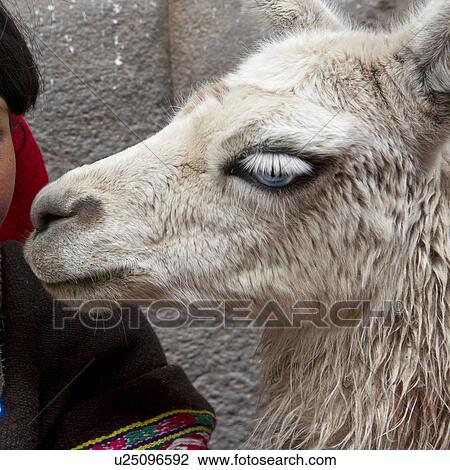 Close-up of llama (Lama glama), Cuzco, Peru View Large Photo Image Stock Image - Close-up of llama (Lama glama), Cuzco, Peru. Fotosearch
