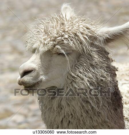 Close-up of llama (Lama glama), Sacred Valley, Machu Picchu, Cuzco, Peru View Large Photo Image Stock Image - Close-up of llama (Lama glama), Sacred Valley, Machu Picchu, Cuzco, Peru. Fotosearch